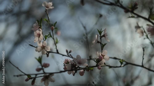 Blossoming branches of Prunus dulcis or Prunus amygdalus, known as the almond tree. 4K, 50 FPS