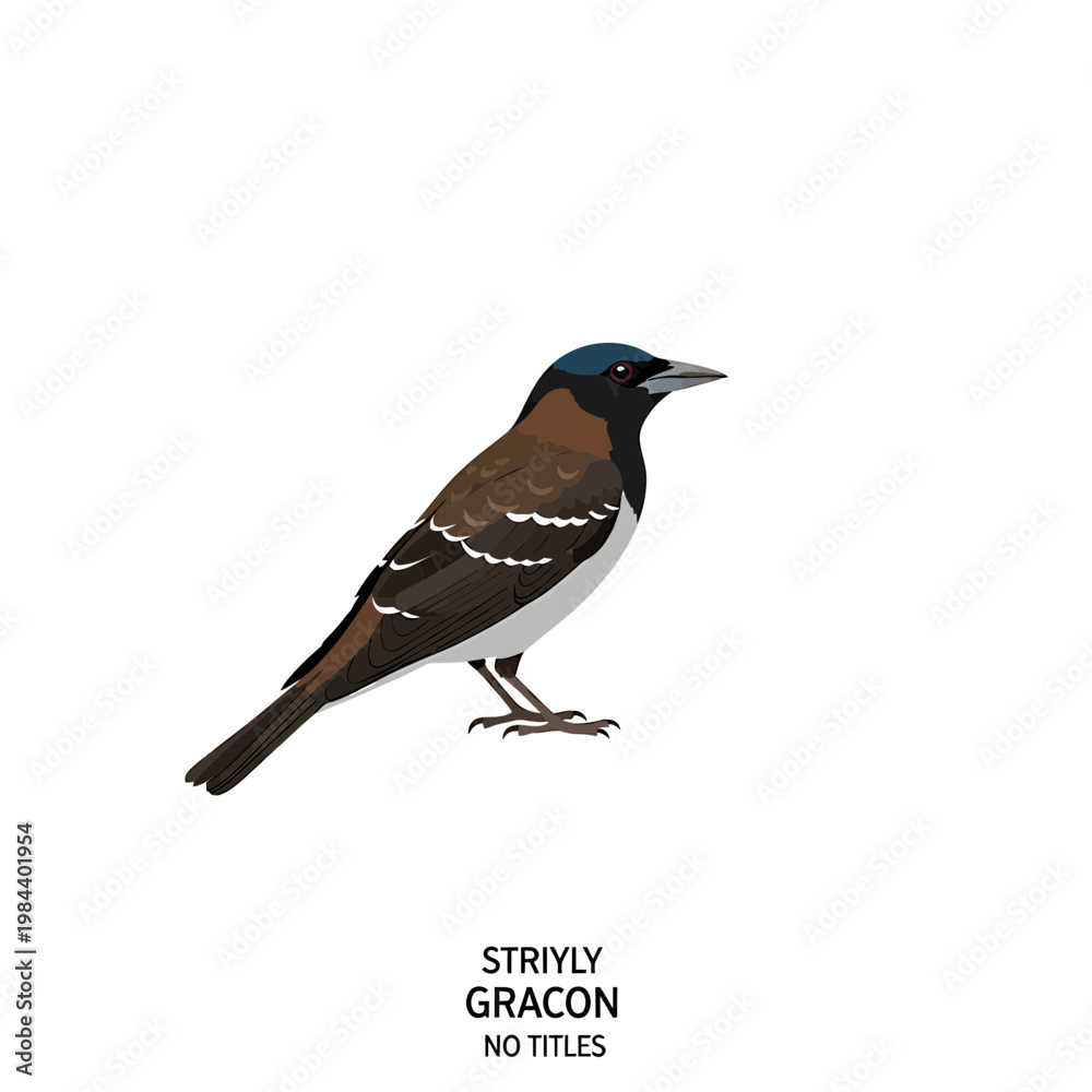 Obraz premium Vector Illustration of a Striyly Gracon Bird Isolated on White