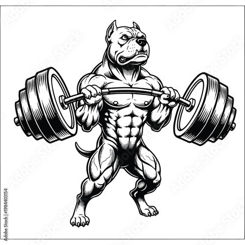 Muscular pit bull lifting heavy weights.