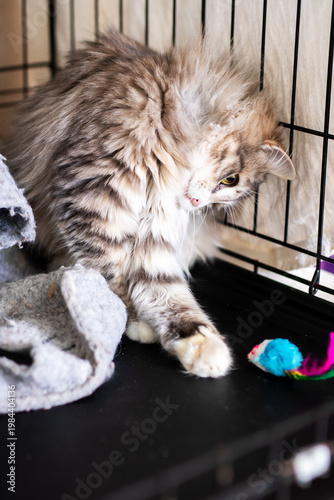 Young tabby demonstrates curiosity towards vibrant feathered toy during shelter stay
