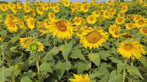Vibrant Sunflower Field Blooming in Sunlight Video