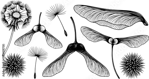 Flat vector illustration of diverse botanical seeds and plant elements, featuring dandelion, maple samaras, and thistle, isolated on white background
