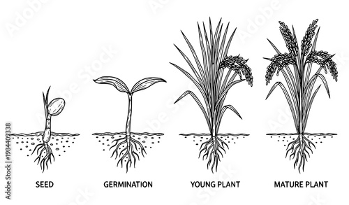 A vector graphic illustrating the growth stages of a plant from seed to maturity