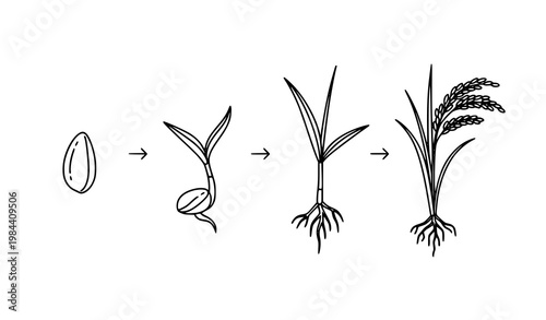 A vector graphic illustrating the growth stages of a plant from seed to maturity