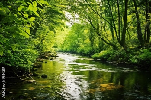 River water gently streaming between rocky banks and dense forest trees in a tranquil outdoor scene