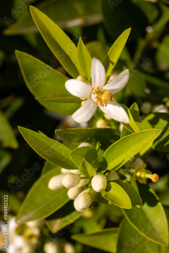 Foto Fragrant White Citrus sinensis Flowers and Green Leaves in Spring Sunlight - Lem