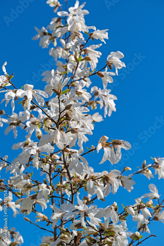 Weißblühende Magnolien, Magnolia, in einer Nahaufnahme