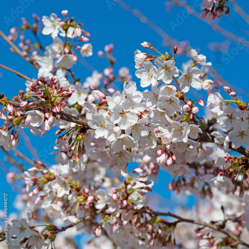 Zierkirschen mit weißen Blüten