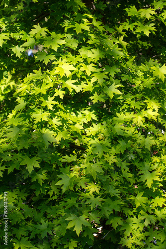 Lush Green Leaves of Orient...