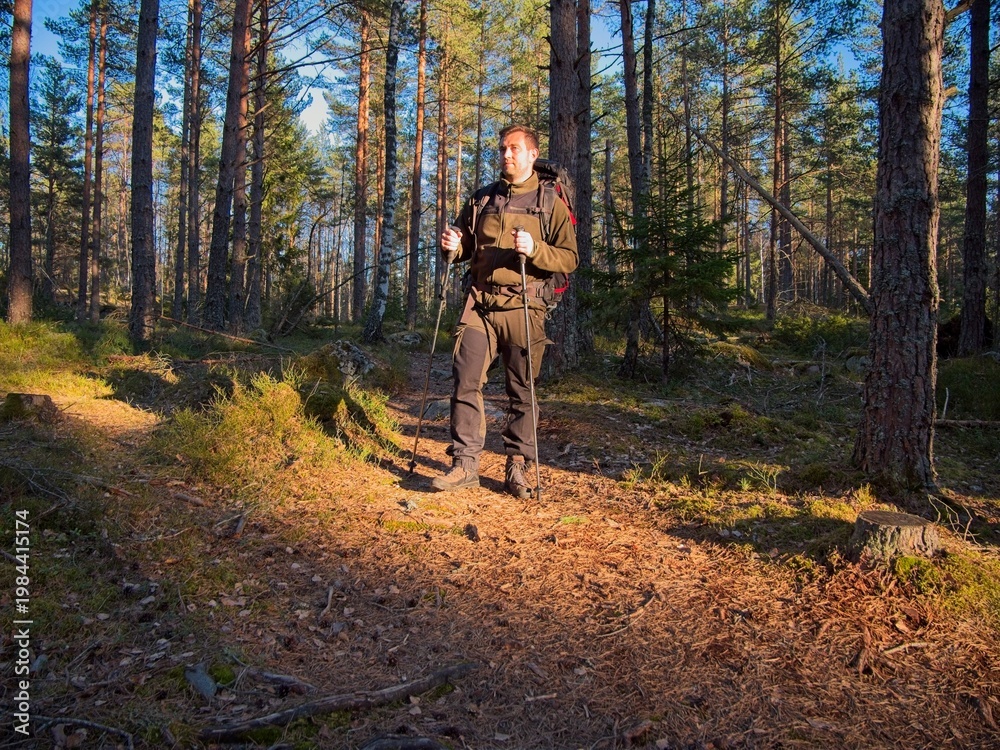Fototapeta premium Hiker with trekking poles standing on forest trail in sunlight