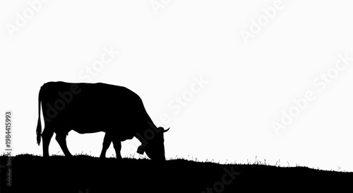 Black silhouette of a cow grazing.