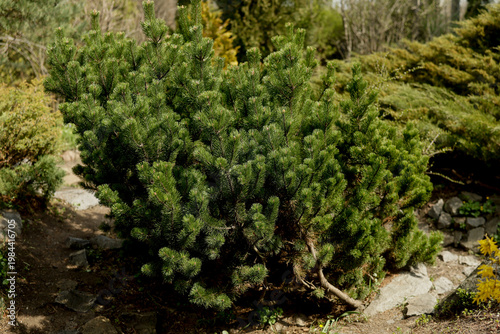 Mountain pine , Pinus mugo, in spring. in the garden