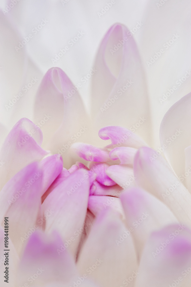 Fototapeta premium Macro photo of soft white pink petals in soft focus. Light organic texture background for wellness and beauty visuals. Top view beautiful flower dahlia as natural organic nature geometric pattern.