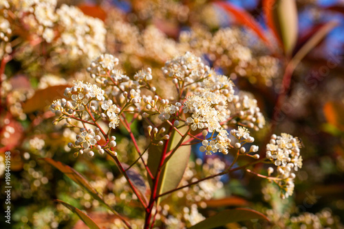 Lush Clusters of White Phot...