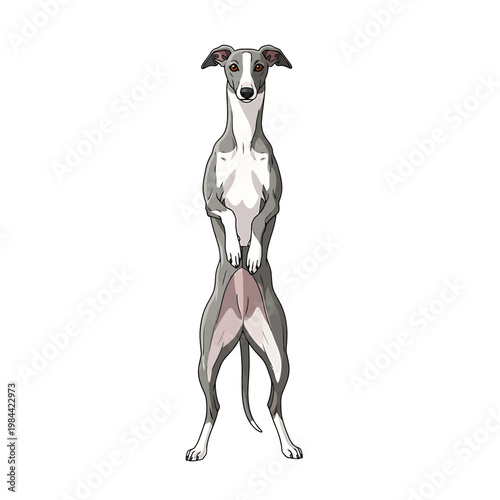 Standing Italian Greyhound Vector Illustration on White Background