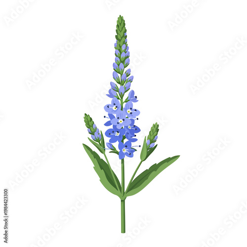 Blue Speedwell Flower Botanical Vector Illustration