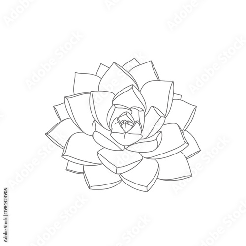Minimalist Succulent Line Art Illustration