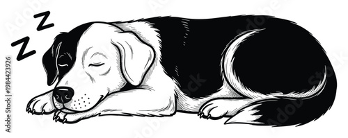 Hand drawn style graphic of a slumbering black and white dog with Zs floating above its head perfect for animal welfare campaigns and pet related content
