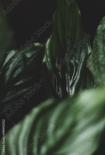 Background of green juicy leaves
