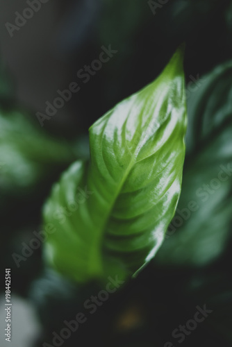 Background of green juicy leaves