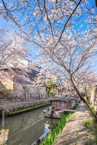 近江八幡・八幡掘　桜の季節