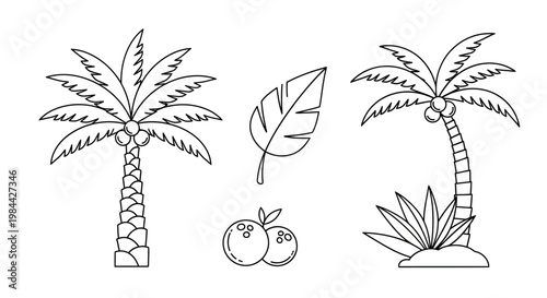 Black and white line art of tropical palm trees and leaves with coconuts.