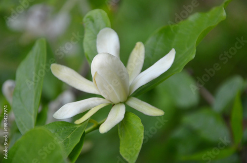 Bild auf Leinwand Calycanthus × raulstonii 'Venus' creamy - white late spring-summer blooming bushy plant