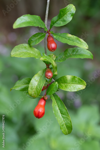 Three flower buds on the stem of a pomegranate bush.