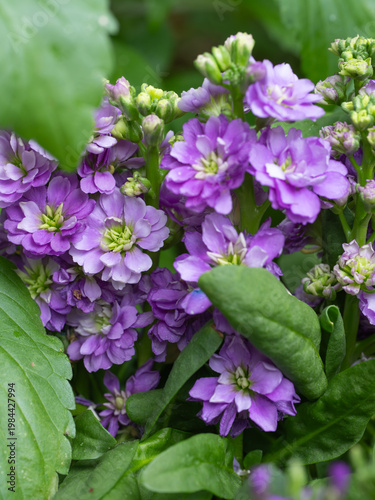 Scented purple flowers of a stock plant.