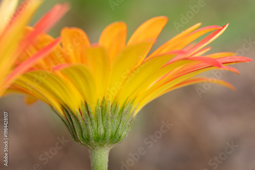 Side view of a Transvaal daisy.