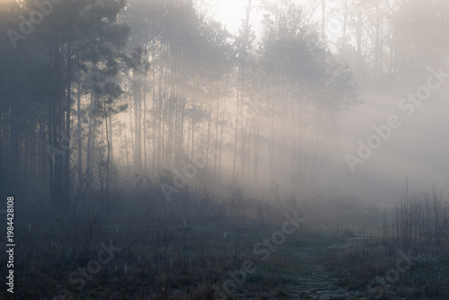 Sunlight slants through the trees during sunrise.