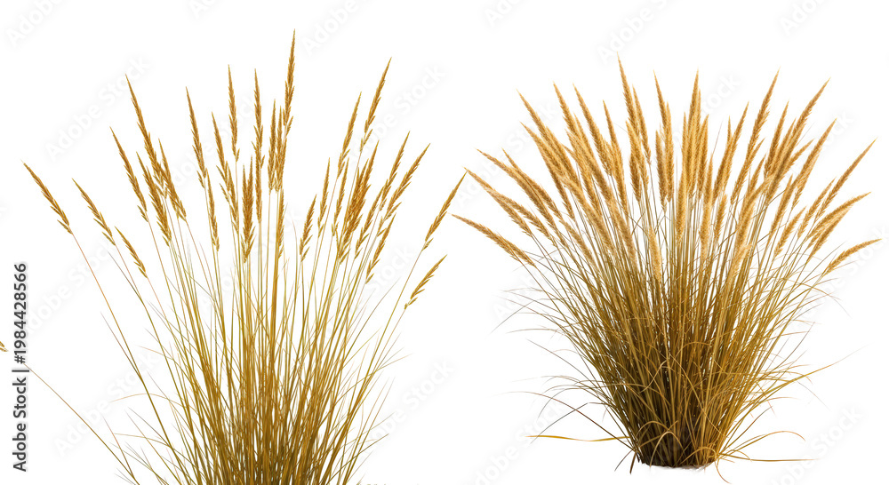Fototapeta premium Golden Grasses With Airy Seed Heads On A transparent Background