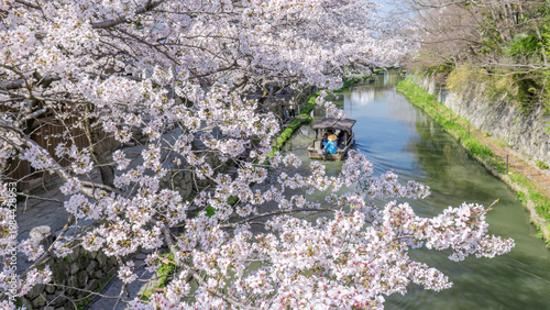 近江八幡・八幡掘　桜の季節