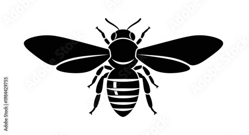 Black wasp vector illustration isolated on a white background with detailed wings in a closeup insect style