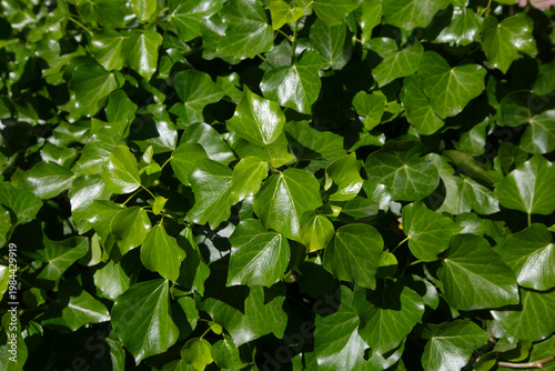 Lush Green Common Ivy (Hede...