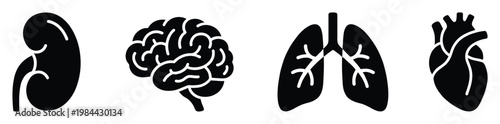 Vital human internal organs collection featuring kidney, brain, lungs, and heart rendered as simple black icons useful for medical education, healthcare presentations, and biology studies.