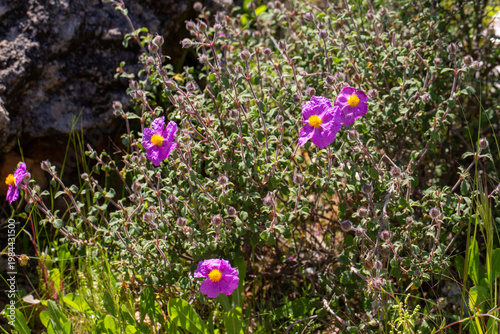 Vibrant Pink Pink Rockrose ...