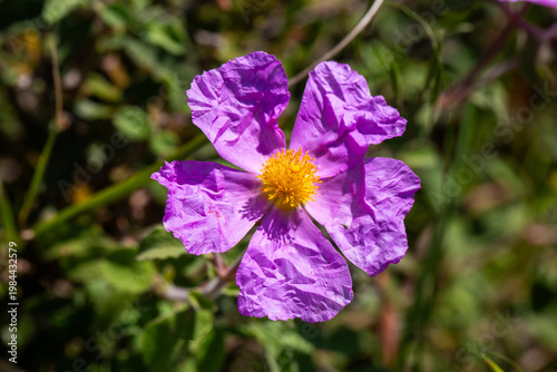 Vibrant Pink Pink Rockrose ...