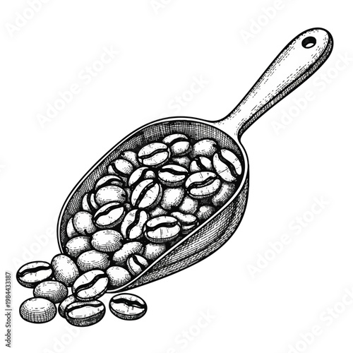 Coffee Beans in a Scoop.