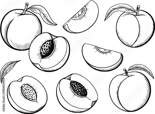 Hand-drawn black and white peaches and slices with leaves white background fruit