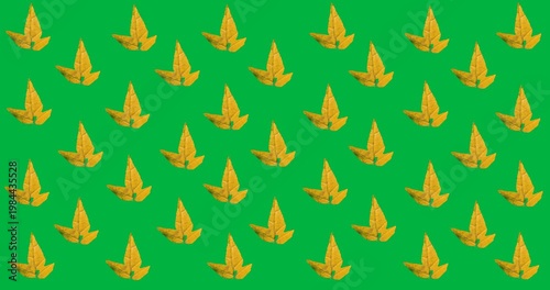 Digital animation of multiple autumn maple leaves in seamless pattern against black background