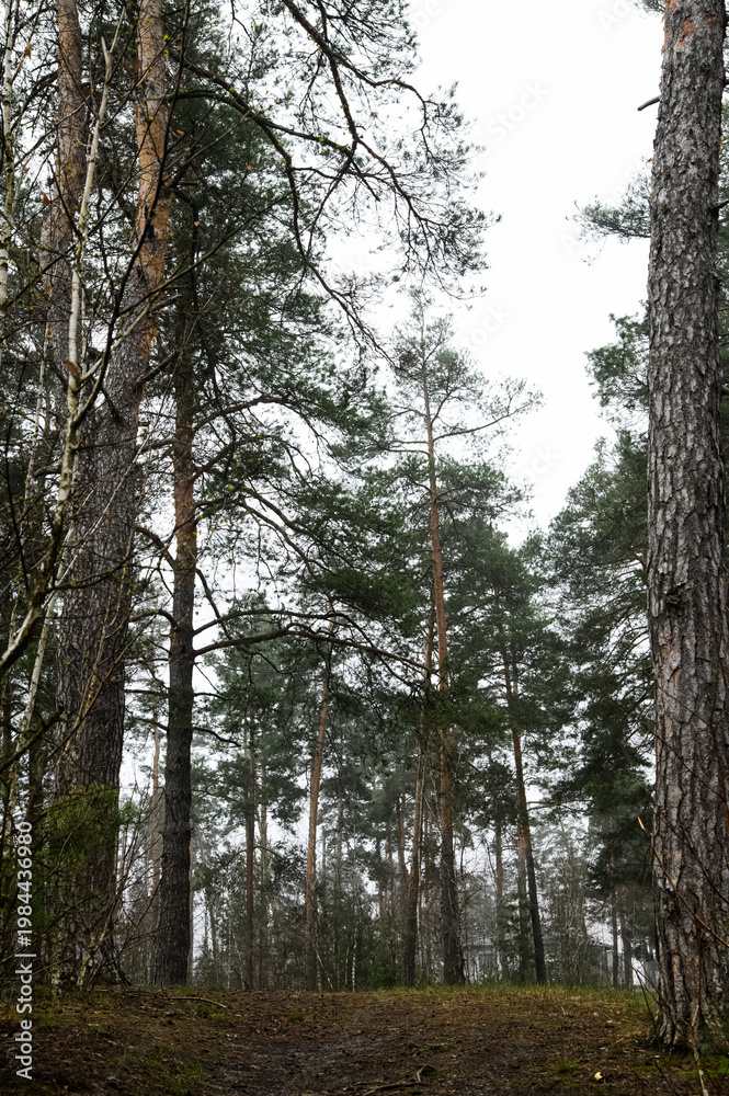 Obraz premium Atmospheric series of tall pine forest captured in soft fog, featuring vertical tree trunks, natural woodland textures, and moody overcast light. Calm outdoor environment with earthy tones, depth, and