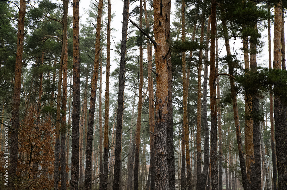 Obraz premium Atmospheric series of tall pine forest captured in soft fog, featuring vertical tree trunks, natural woodland textures, and moody overcast light. Calm outdoor environment with earthy tones, depth, and
