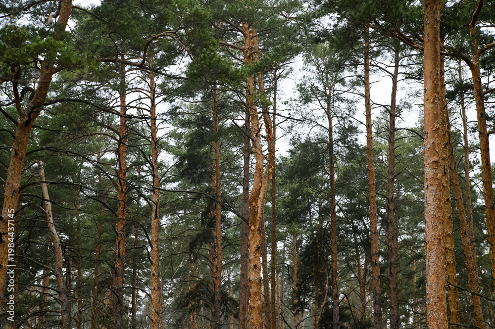 Fototapeta premium Atmospheric series of tall pine forest captured in soft fog, featuring vertical tree trunks, natural woodland textures, and moody overcast light. Calm outdoor environment with earthy tones, depth, and