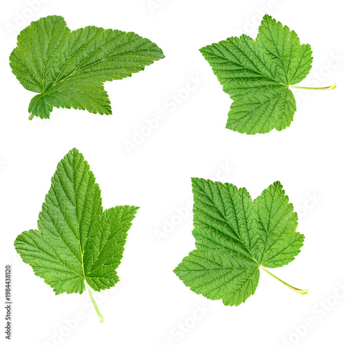 Green currant leaves set isolated on white background. File contains clipping path.