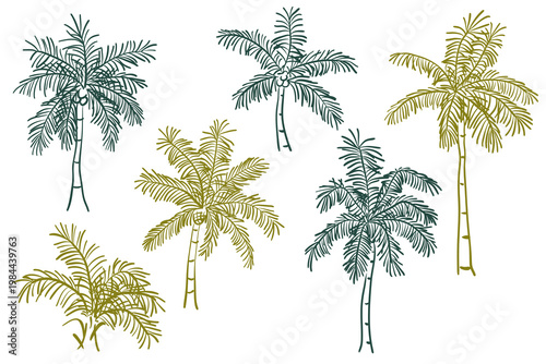 Set of hand drawn green and olive palm tree illustrations isolated on a white background. This tropical sketch collection by an artist is ideal for summer vacation branding, botanical posters, travel.