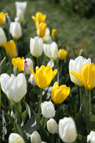 Yellow and white tulips in soft spring light. Spring scene with gentle color harmony