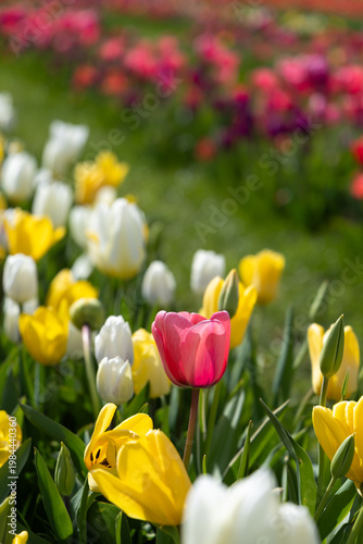 Pink tulip among yellow and white tulips in soft spring garden. Pink tulip doesnt compete with others