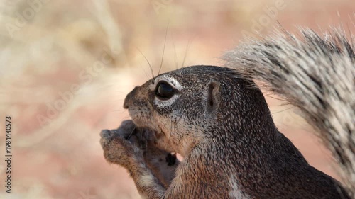 a close up slow motion shot of a cape ground squirrel eating a seed pod at twyfelfontein in namibia