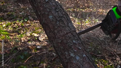 Close up of a professional woodcutter sawing a fallen pine tree trunk with a powerful chainsaw, creating a large amount of sawdust that flies through the air in a sunlit forest